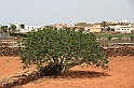 Kanary_2010 163